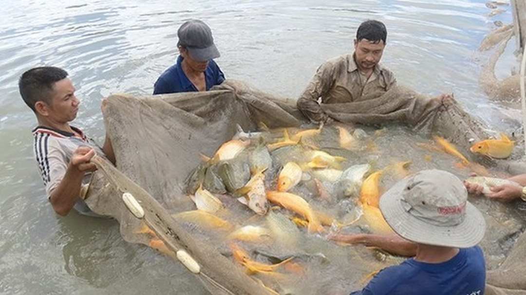 Chìa vôi biển có tiềm năng xuất khẩu và đem về giá trị kinh tế cao 