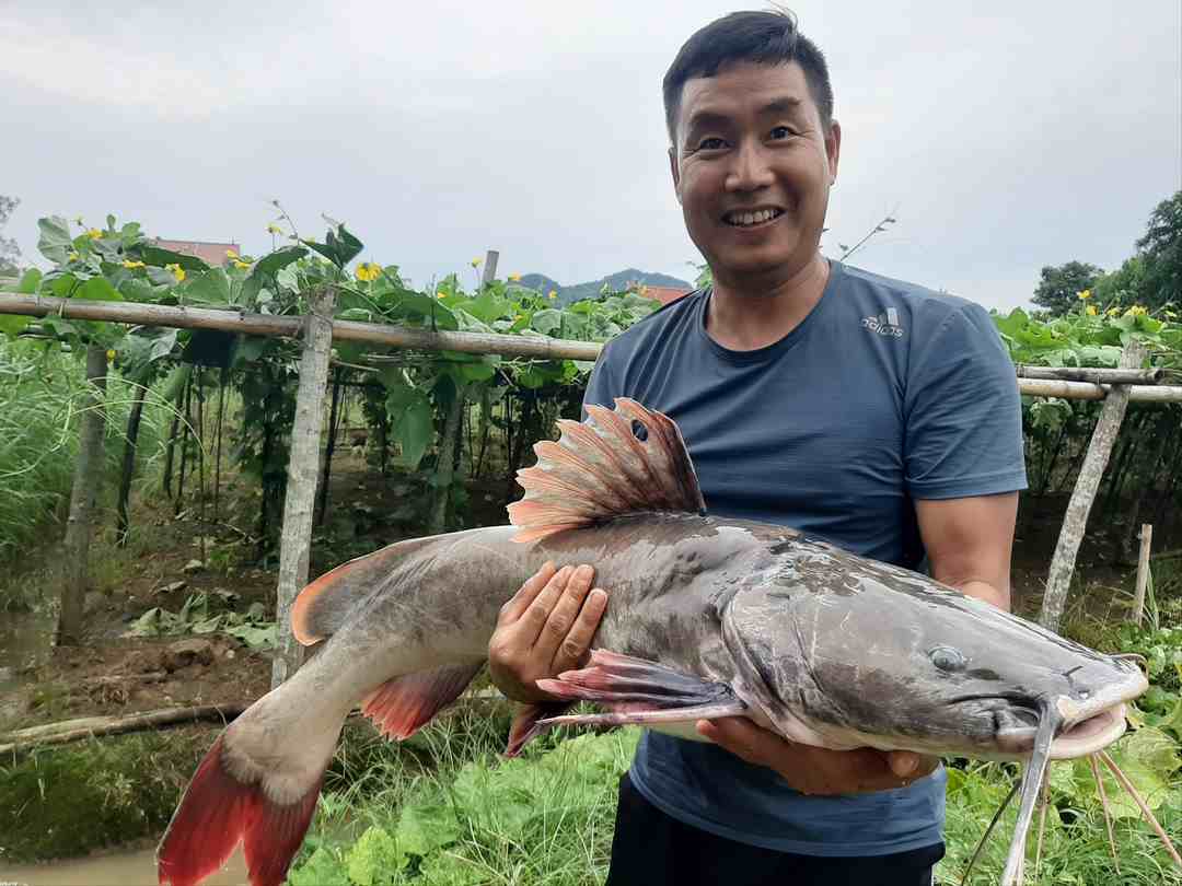 Cá lăng thuộc loại da trơn và có kích thước lớn