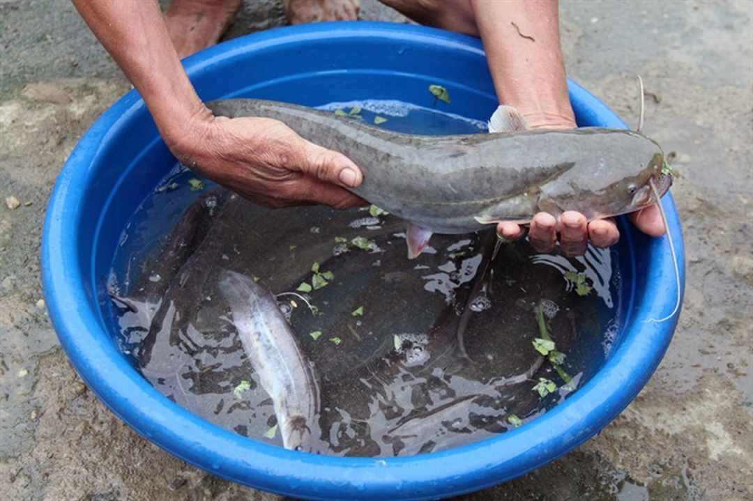 Bạn hãy sơ chế cá cho chúng mất đi mùi tanh nhớt