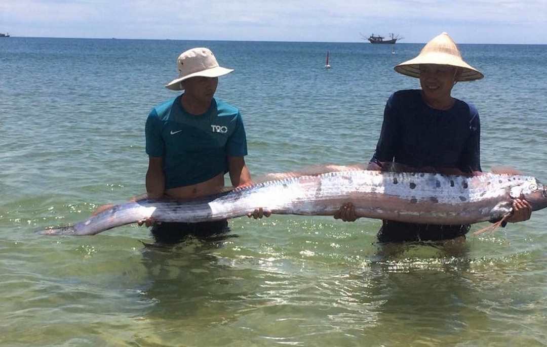 Cá đai vua thường ăn sinh vật phù du