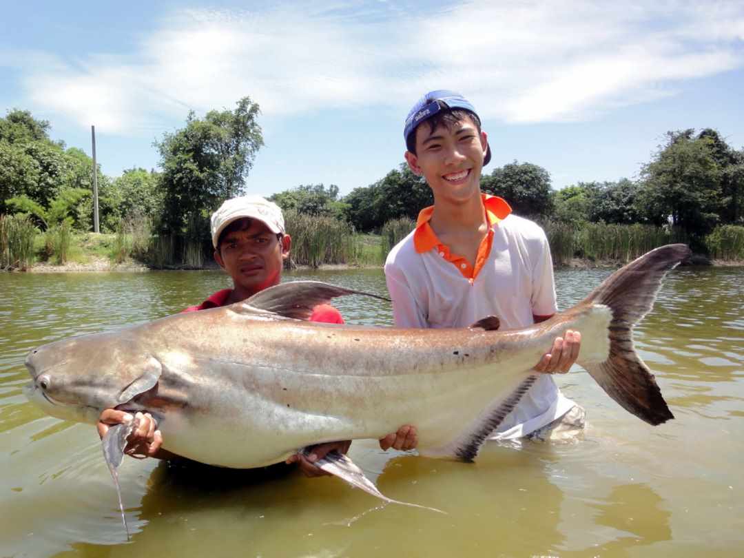 Nên chọn những con cá khỏe mạnh, không có bệnh tật