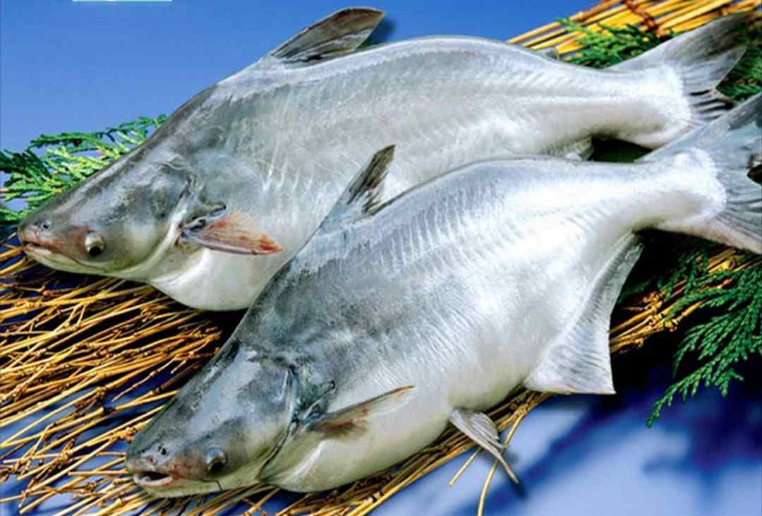  Cá basa giá bao nhiêu tiền 1kg?