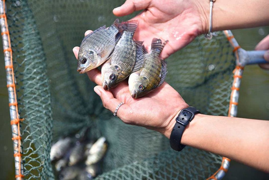 Ban đầu cá rô phi Tilapia được tìm thấy ở lưu vực sông Nile